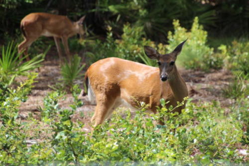 View from the Screen Porch