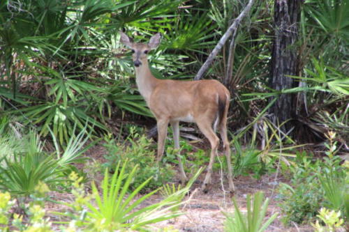 Morning View from the Screen Porch