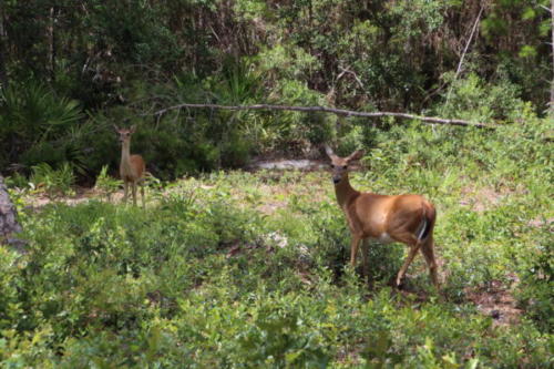 State Park Deer